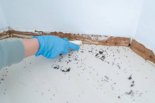 Best Flea Control Services  in Stevens Point, WI
